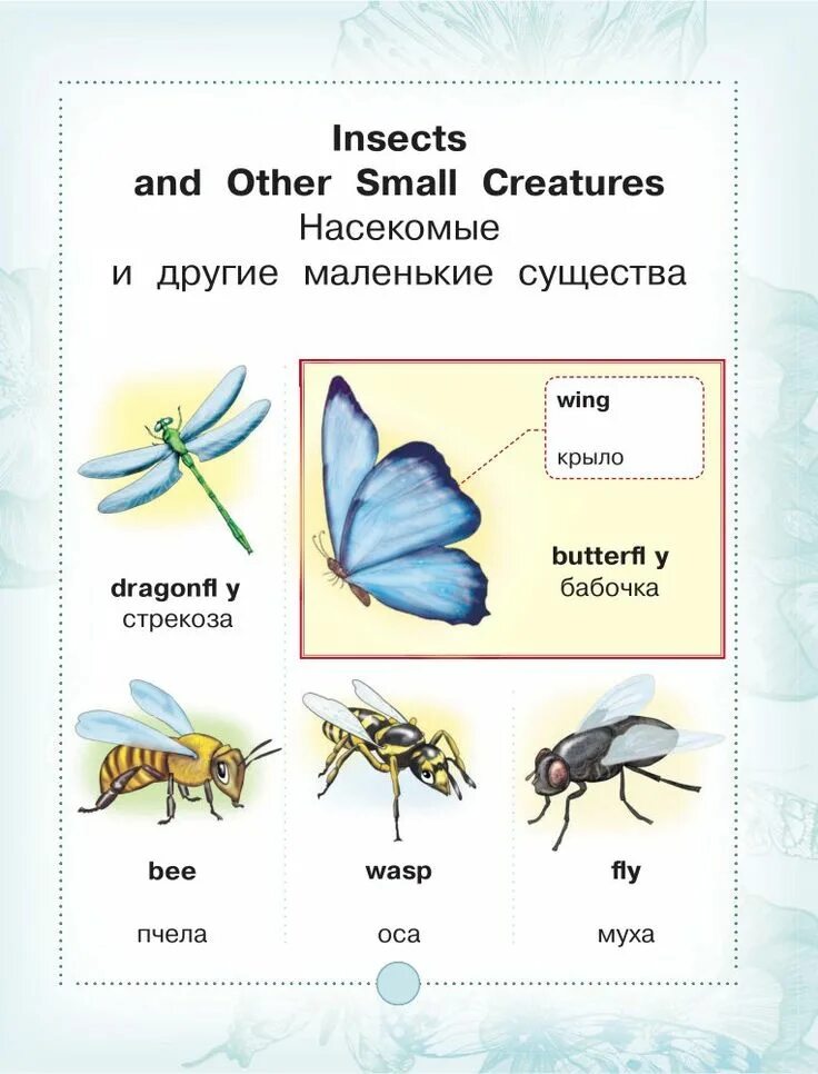 Насекомые на английском для дошкольников. Насекомые английский для малышей. Насекомые английский язык карточки. Тема насекомые английский. Жук на английском языке