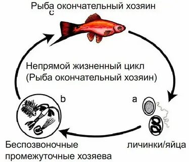 Жизненный цикл рыб