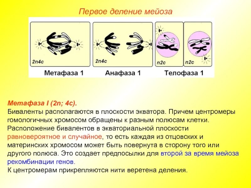 Сколько клеток в метафазе