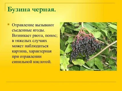 Бузина описание