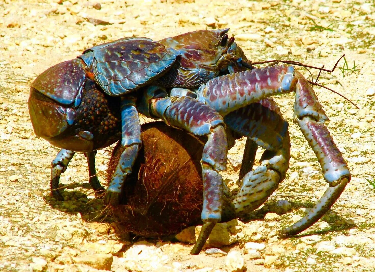 камчатский краб гигант. тасманский гигантский краб. краб был страшно большой. кокосовый краб (birgus latro). краб мусорщик.