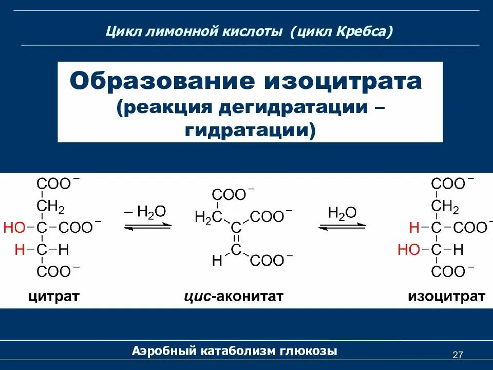 Глюкоза образуется в результате реакции. Цикл Кребса лимонная кислота. Цикл Кребса образование лимонной кислоты. Образование лимонной кислоты в цикле Кребса. Циклы в реакцию гидратации.