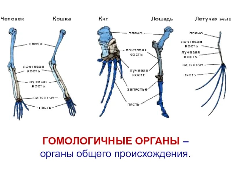 Скелет пояса передних конечностей млекопитающих. Скелет передней конечности млекопитающих. Скелет пояса задних конечностей млекопитающих. Скелет верхних конечностей млекопитающих. Строение скелета верхней конечности позвоночных животных.