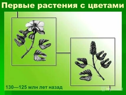 Растение 1 разбор