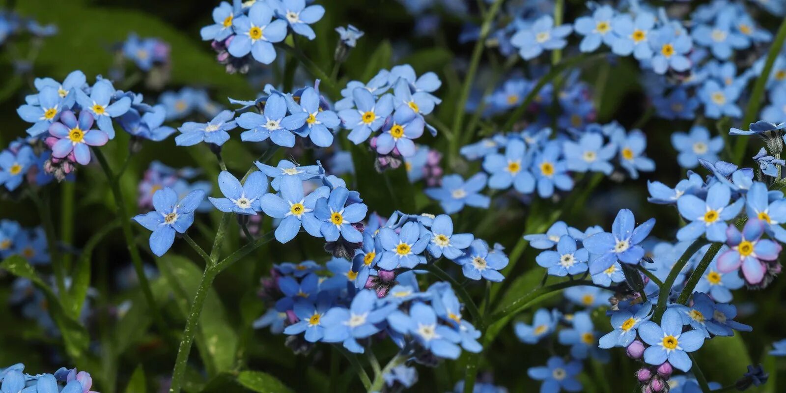 Незабудка Болотная semperflorens. Незабудка Лесная Форгетминот. Незабудка palustris. Незабудка Болотная Myosotis palustris. Незабудки краткое содержание