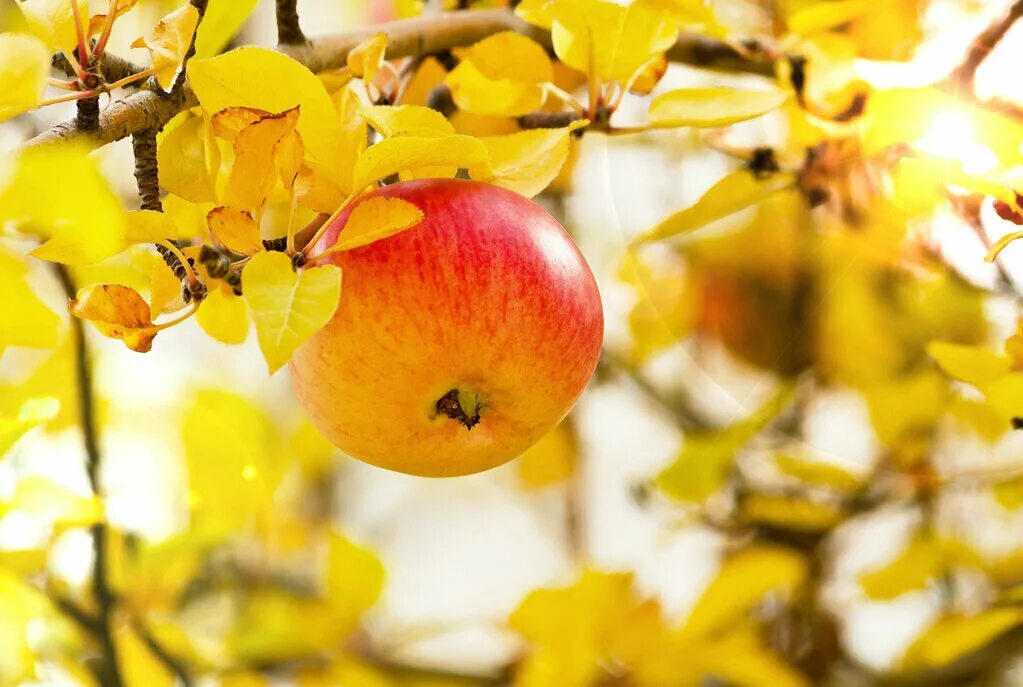 Осенью с яблони собрали яблоки желтые зеленые. Осенние яблоки. Яблоня осенью. Желтое яблоко осеннее. Осеннее дерево яблоня.