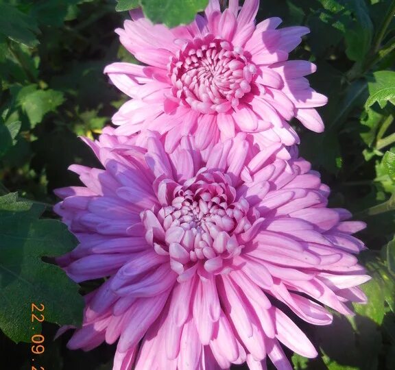 Chrysanthemum indicum Image of an specimen Plantarium