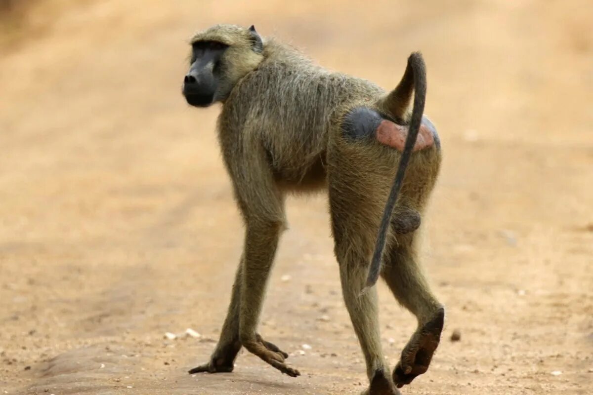 Free Images : wildlife, zoo, mammal, fauna, primate, baboon, vertebrate, sonydsl