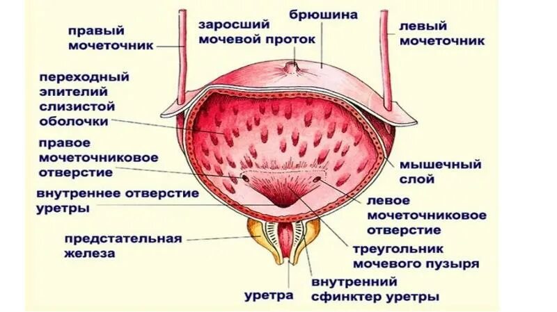 После мочевого. Болезни мочевого пузыря. Болит мочевой пузырь у женщины. Боль в мочевом пузыре у женщин.