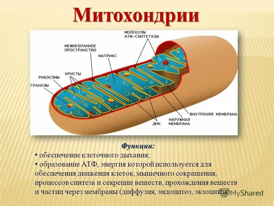 Описание строения митохондрии. Схематичное строение митохондрии. Митохондрии строение и функции. Строение митохондрии рисунок. Органоиды клетки митохондрии.