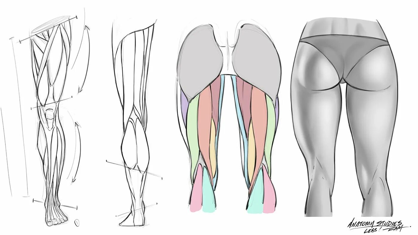 Со внутренней стороны. Ноги референс анатомия. Мышцы ног референс. Женские ноги анатомия. Женские бедра для рисования.