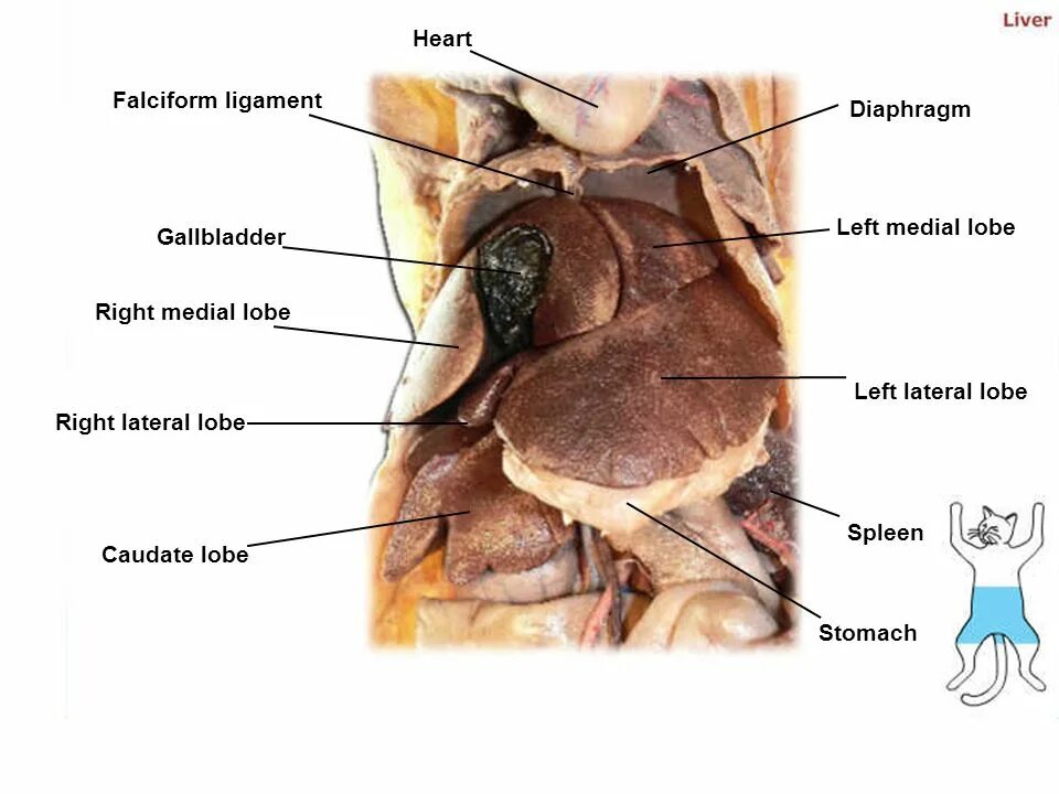 Строение кошки внутренние органы. Расположение печени у кошки. Диафрагма кошки анатомия. Можно коту печень