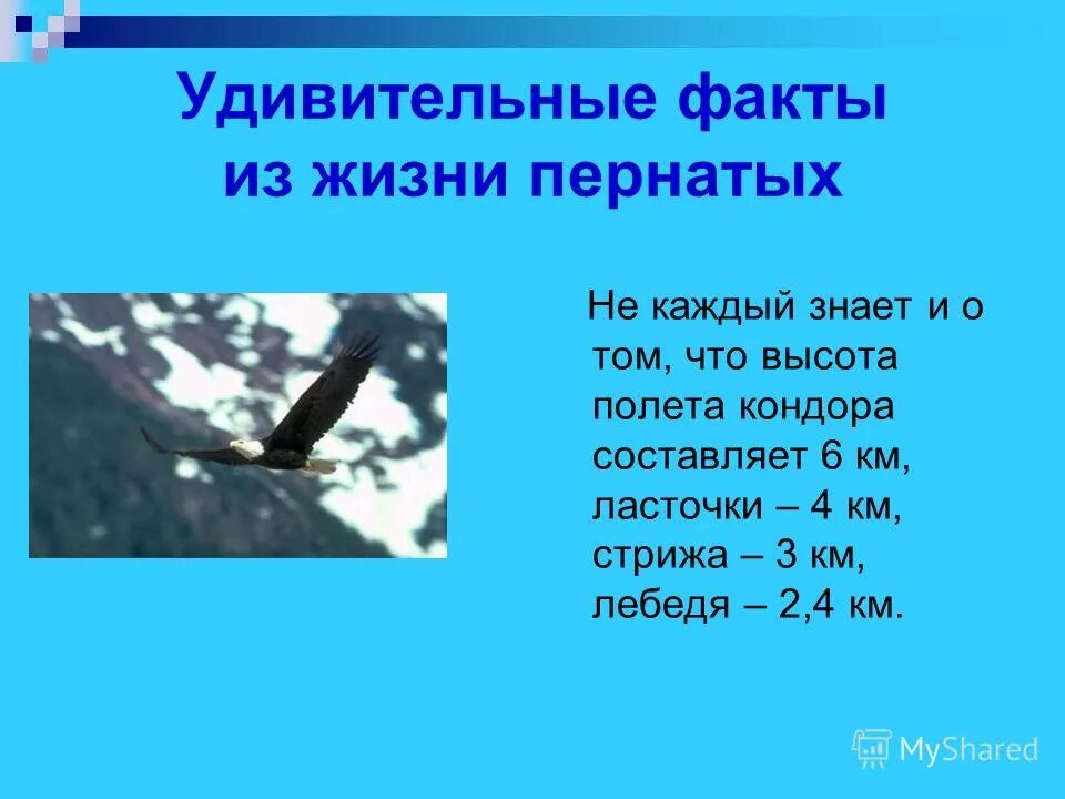 максимальная высота птиц. самолеты миграция птиц. какие птицы высоко летают. максимальная высота птиц. скорость полета птиц.