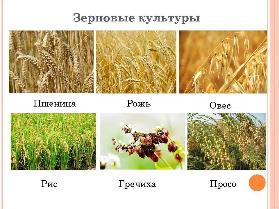 Какие зерновые культуры выращивали в россии. Злаковые рожь овес пшеница. Растения поля: зерновые культуры( рожь, пшеница, ячмень, кукуруза). Пшеница ,рис, рожь,сорго,просо,овес,ячмень. Злаки рожь пшеница гречиха рис.