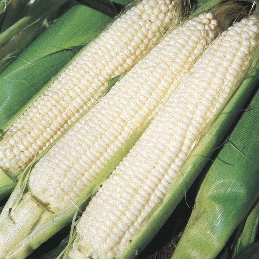Белая кукуруза. Кукуруза белая сорта. Сорт сахарная кукуруза. Кукуруза sweet corn. Кукуруза snow white.