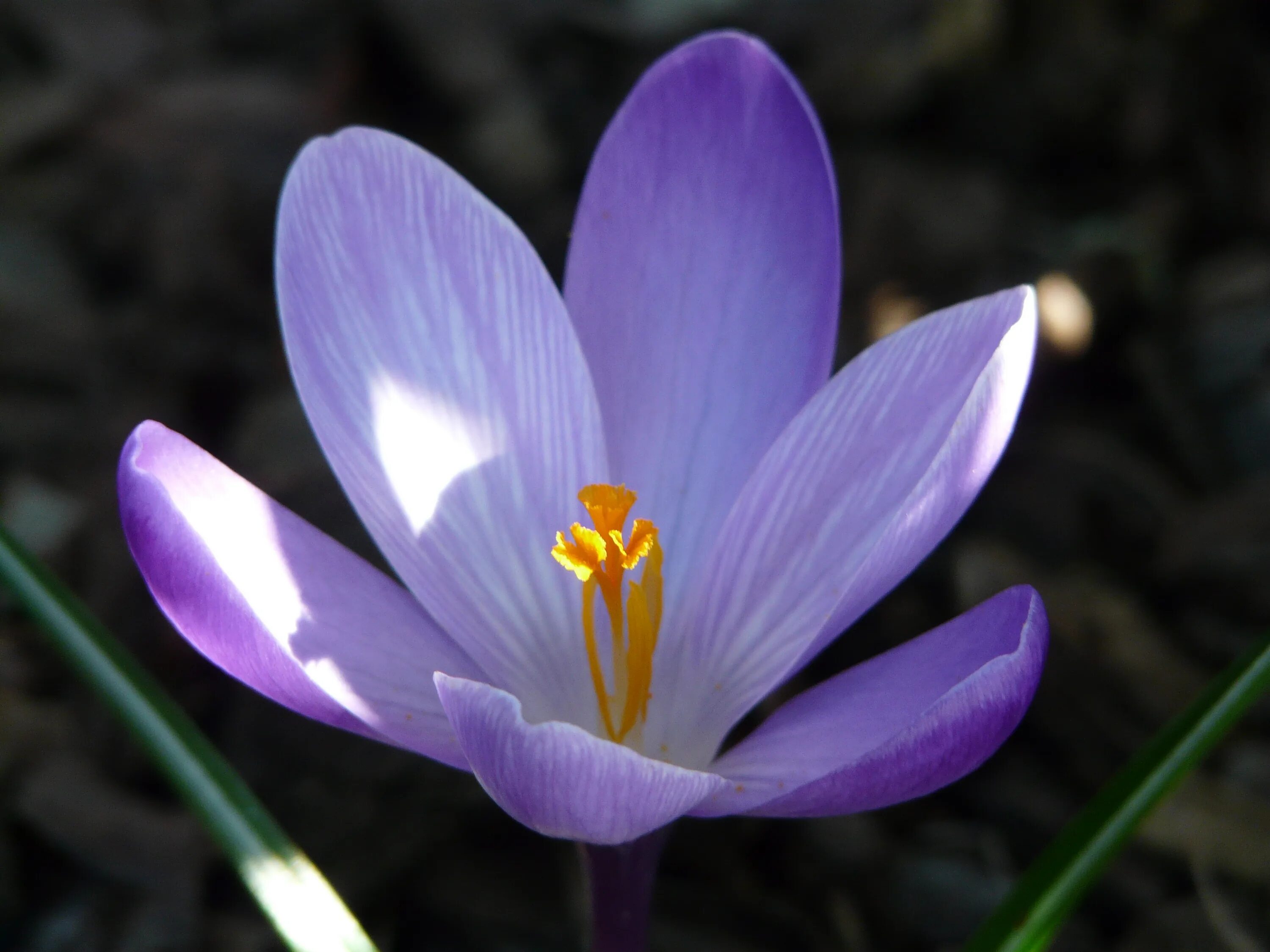 Белый лебедь крокус. Крокус Vanguard. Крокус цветок. Крокусы ареал. Crocus biflorus.