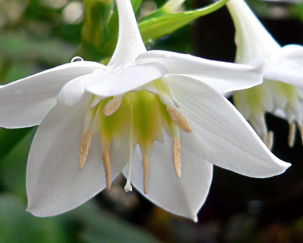Комнатный цветок с белыми цветами название. Лилия эухарис. Эухарис (Eucharis). Эухарис Амазонская Лилия комнатный. Эухарис белая Лилия.