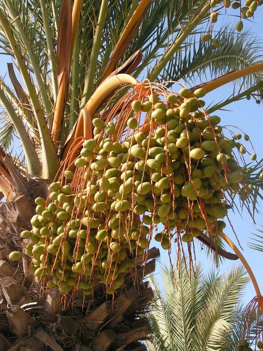 Какое дерево финика. Финиковая Пальма с финиками. Финик Марокко Пальма. Финик Королевский Пальма. Финиковые пальмы в Турции.