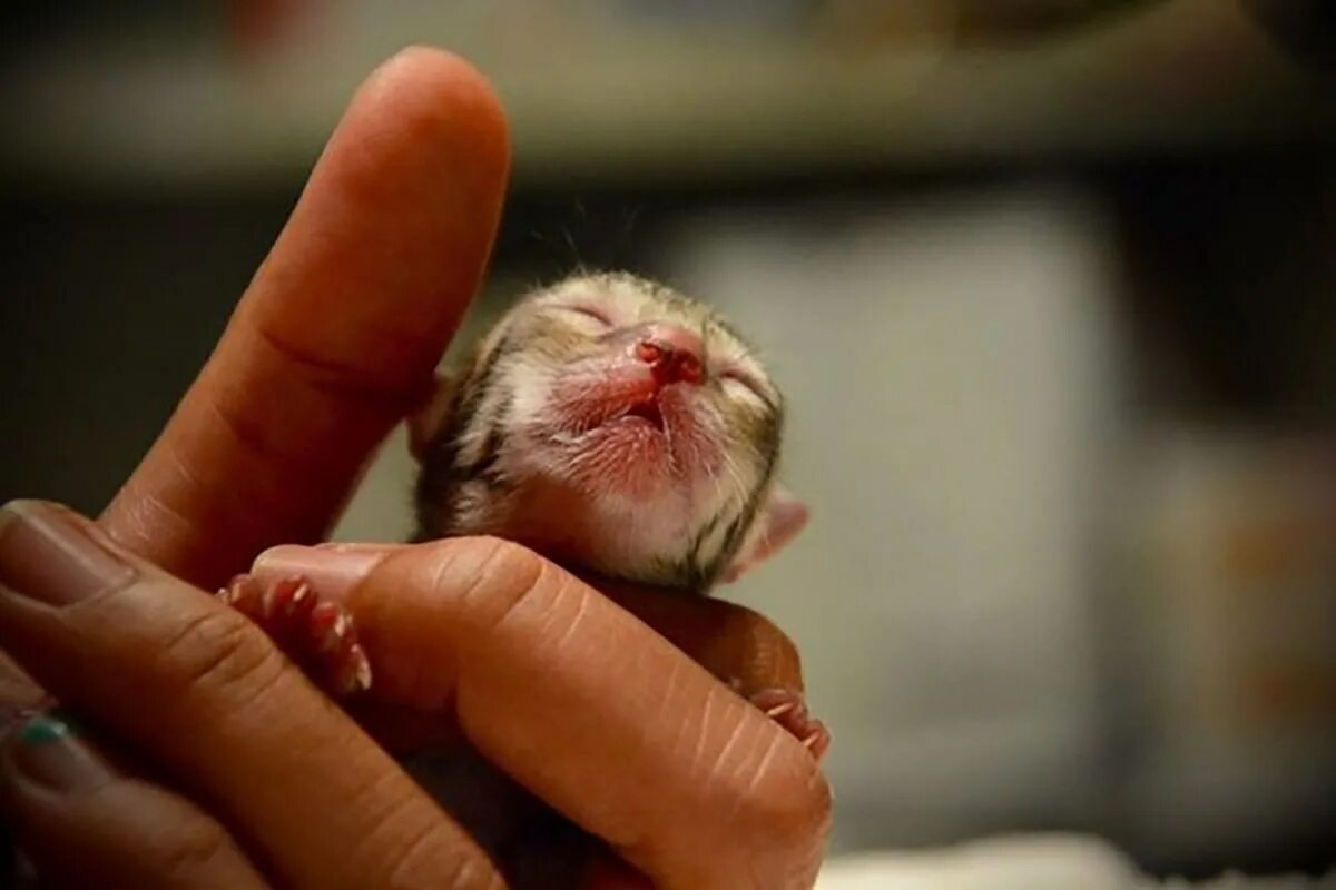 Чихуахуа пуппи. Пухлые щечки у детей. Совсем не маленький. Совсем не маленький. Настоящие котята маленькие.