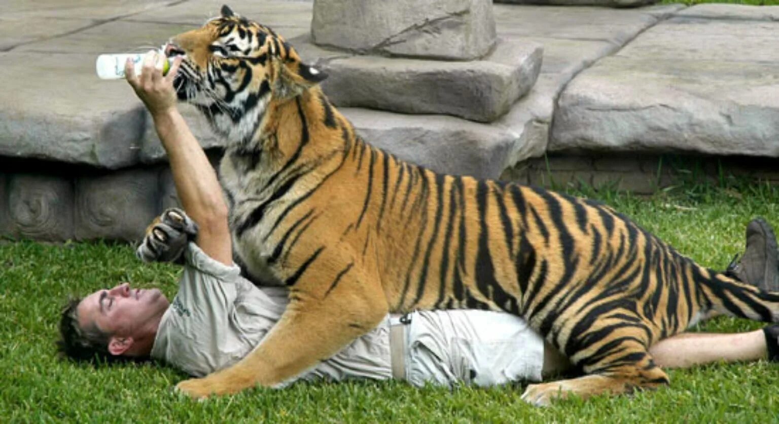 Укус тигра. Тигр сидит.