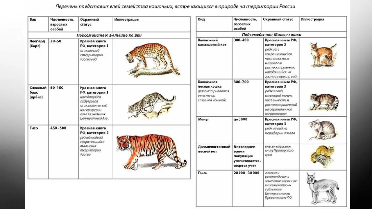 Животные 3 категории. Семейства отряда Хищные таблица. Семейство кошачьих систематика. Отряд Хищные млекопитающие общая характеристика 7 класс. Схема классификации отряда Хищные.