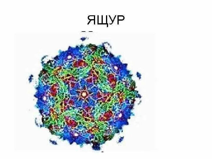Вирусные заболевания человека и животных. Вирус ящура. Ящур вирус возбудитель. Ящур вирус возбудитель. Строение вируса ящура у животных.