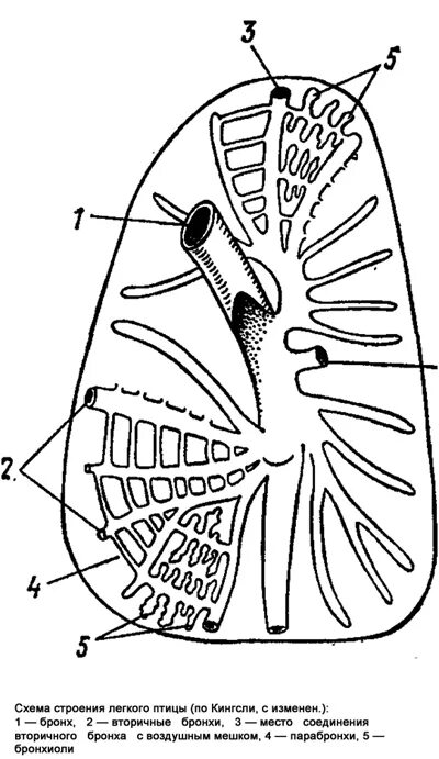 Форма легких птиц. Строение легкого птицы схема. Дыхательная система птиц бронхи. Легочное дыхание схема птицы. Схема строения легких и воздухоносных мешков птиц.