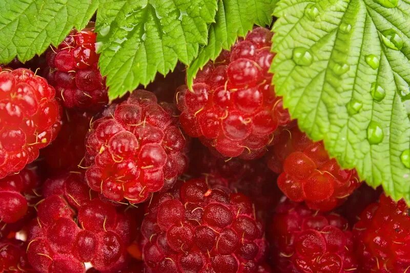 Малина 1 ягода. Малина красная обыкновенная. Ягода малина. Малина со. Малина со.