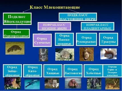 Основные отряды млекопитающих