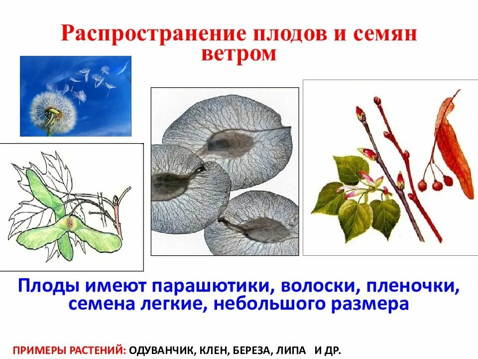 Распространение плодов и семян. Растения распространяемые ветром. Распространение плодов ветром. Способы распространения плодов и семян. Распространение ветром примеры