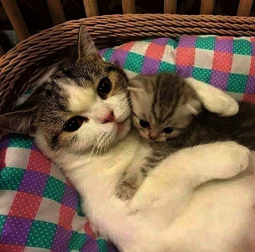 Мимими ми