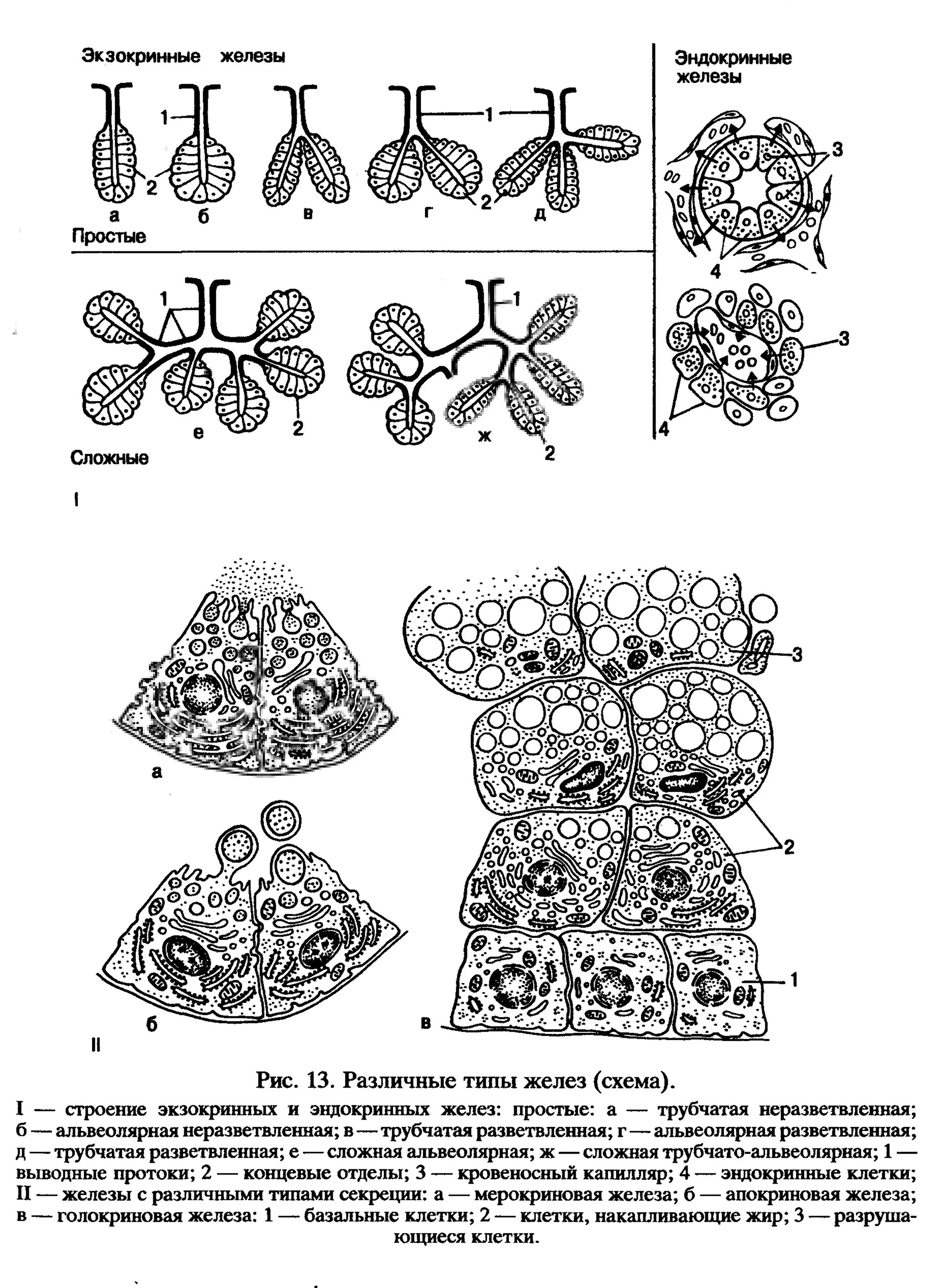 Железистый эпителий внутренней секреции. Железистый эпителий схема. Железистый эпителий железы строение. Схема строения экзокринных и эндокринных желез. Экзокринные железы выводные протоки
