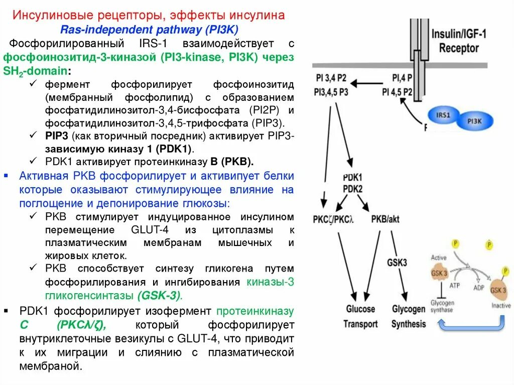 Ощущение возникают при рецепторов. D2 рецепторы цепочка. Инсулиновый Рецептор передача сигнала. Механизм активации рецепторов. Рецептор ат1 Каскад реакций.