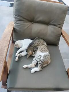 Лень котик