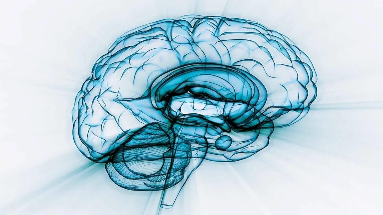 Телефон brain. Мозг рисунок. Красивый мозг. Моделирование мозга. Мозг картинка.