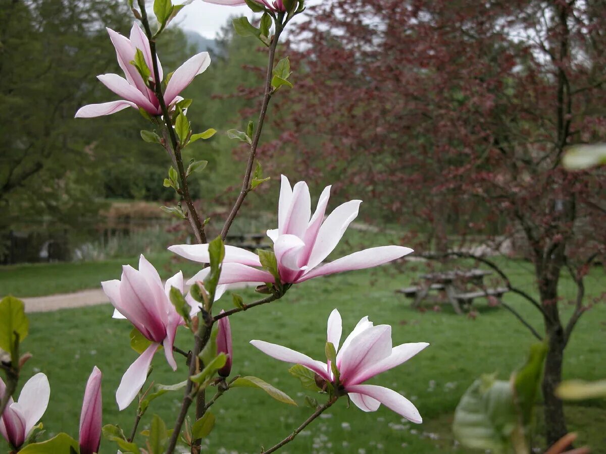2s39 magnolia