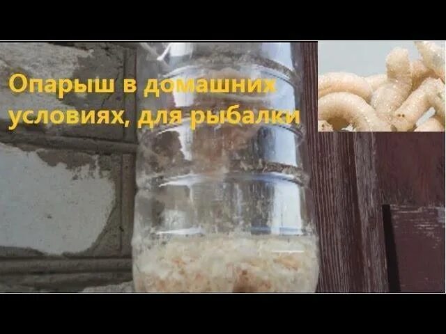 Как вырастить опарышей. Как вырастить опарышей