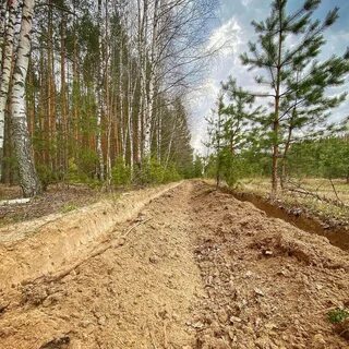 Мичуринское лесничество