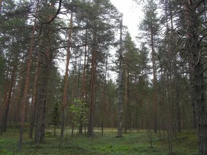 Бор вологодская область