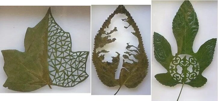 Фигурные листья. Ажурные листья картины. Кружевной листок своими руками. Выставка ажурного листья.