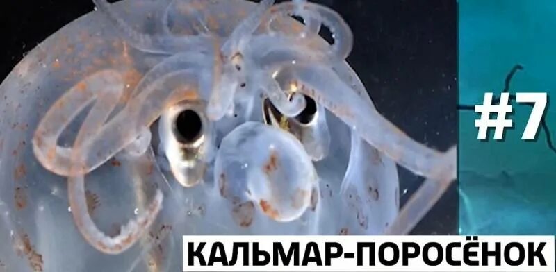 Систематика кальмара. Сколтклварить кальмаоы. Гигантский кальмар кракен. Кальмар маринованный. Классификация кальмара.