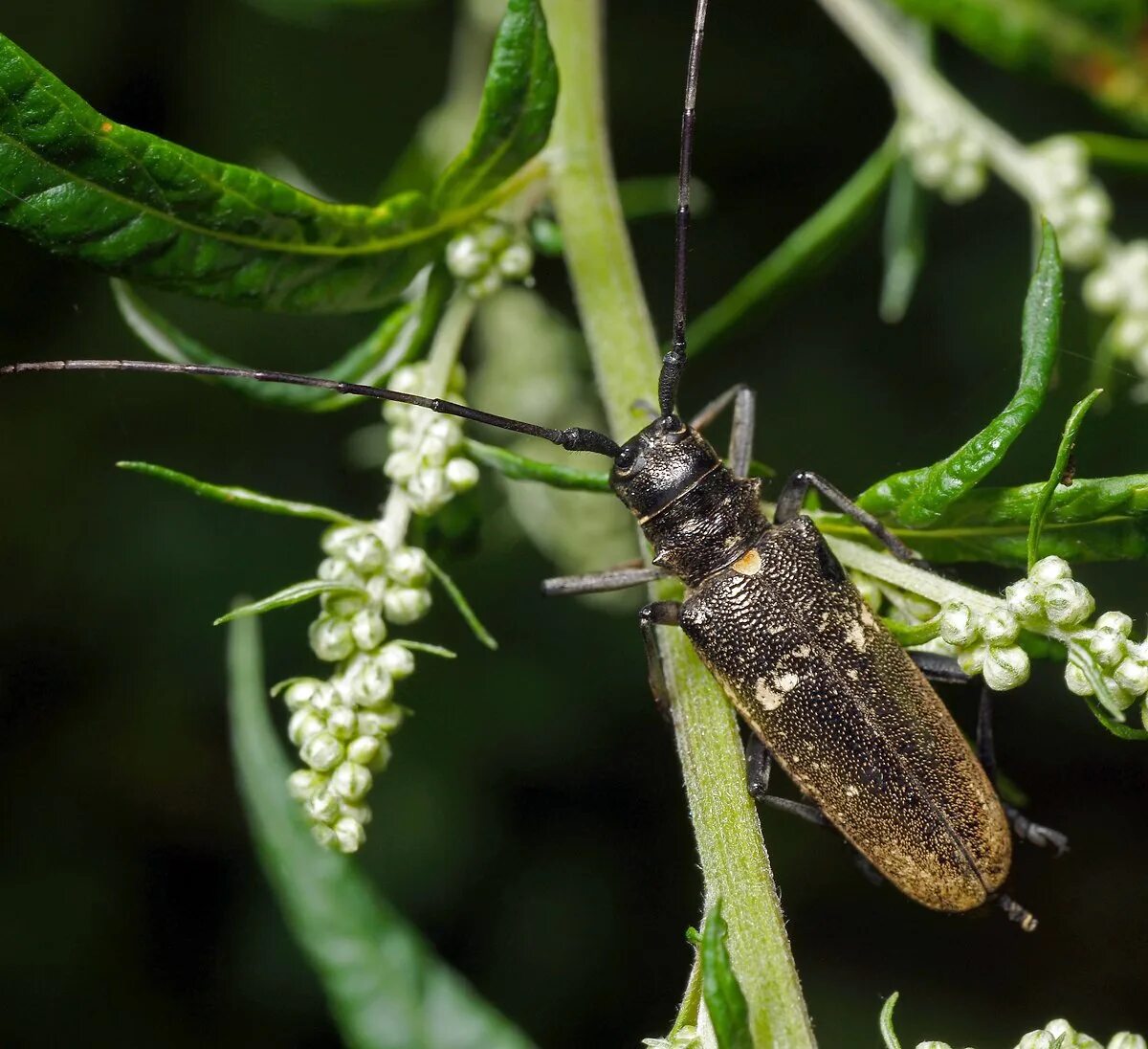 Черный усач фото. Черный Пихтовый усач Monochamus urussovi. Большой черный еловый усач (Monochamus urussovi). Черный Сосновый усач (Monochamus galloprovincialis oliv.). Монохамус усачи.