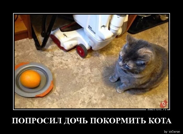 Пришел покормить кота а тут клининг. Покорми кота. покорми кота демотиватор. демотиватор покормить кота. попросили покормить кота.