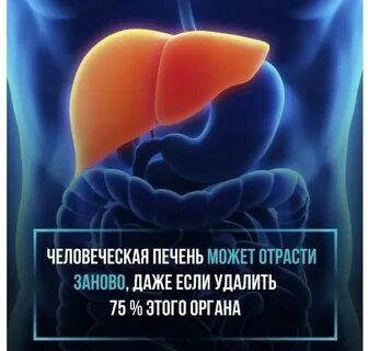 Хорошая работа печени