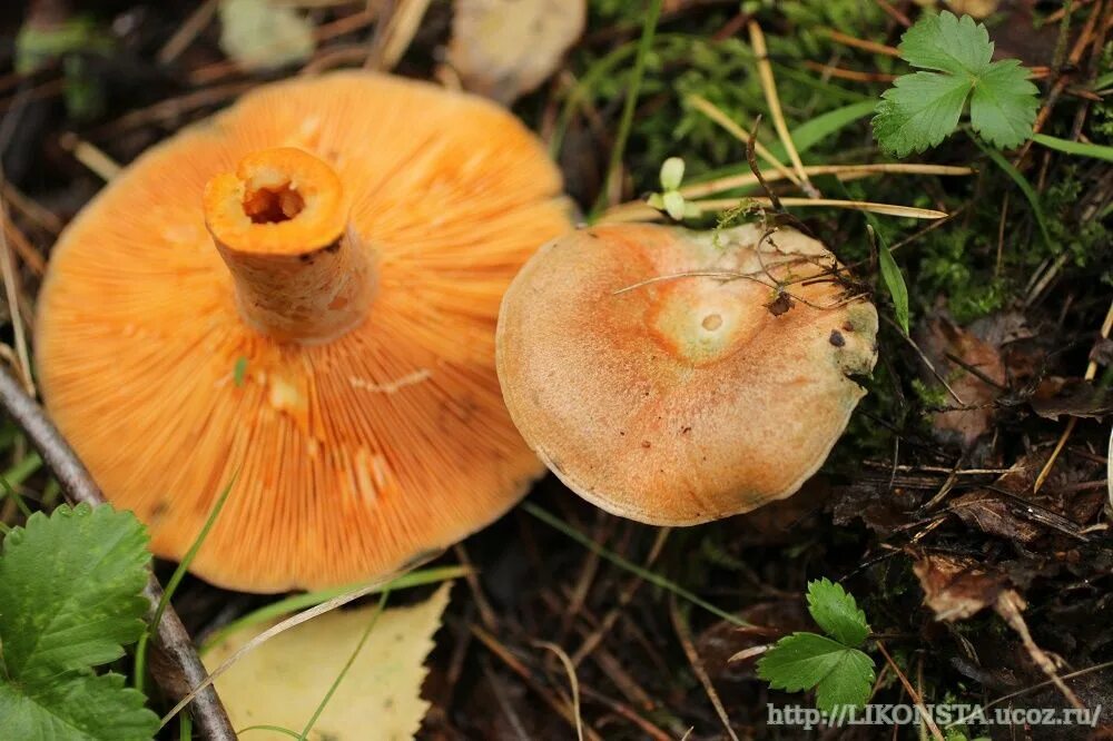 Рыжик Сосновый/Боровой (Lactarius deliciosus);. Рыжик и еловик. Еловик грибы желтый съедобные. Рыжик еловый/еловик (Lactarius deterrimus);. Желтые рыжики