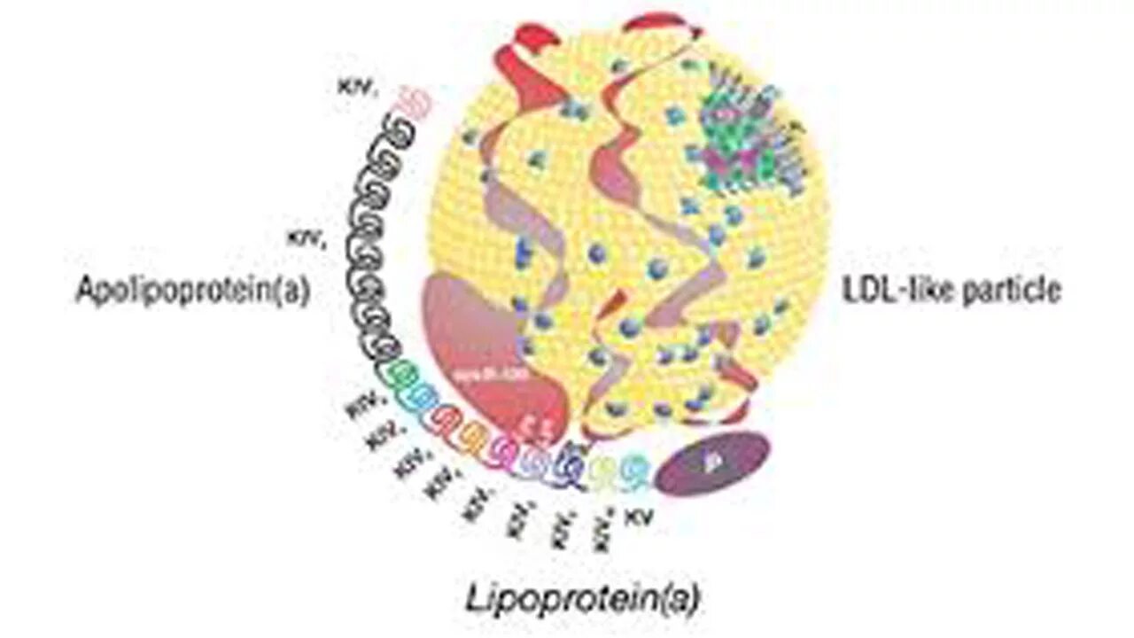 Аполипопротеин. Липопротеин частица. Аполипопротеин e болезни. Липопротеин (a), LP(A).