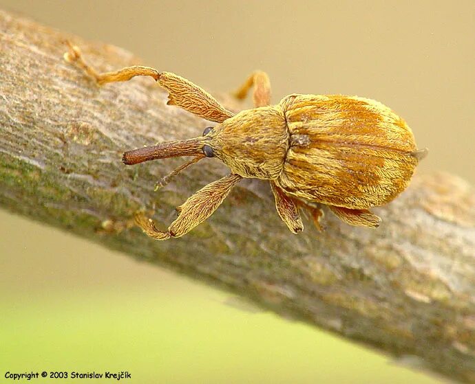 Anthonomus rectirostris. Яблонный долгоносик цветоед личинка. Яблоневый цветоед.