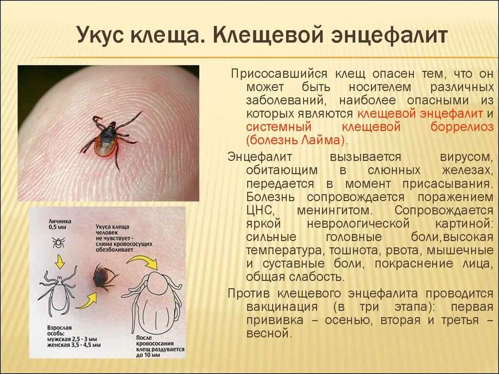 Передается ли энцефалит. Иксодовый клещевой боррелиоз вакцина. Клещевой энцефалит и лайм боррелиоз. Клещевой боррелиоз переносчик. Боррелиоз болезнь укус.