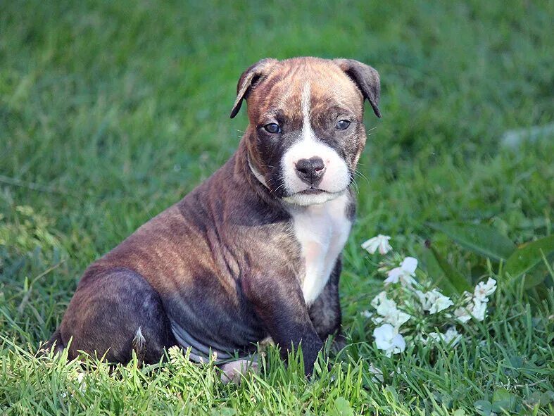 американский стаффордширский терьер лиловый. стаффордширский терьер мерль. американский стаффордширский терьер (амстафф). стаффордширский терьер булли. аргентинский стаффордширский терьер.