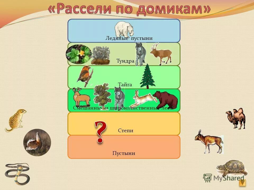 какие животные обитают в природных зонах. царством пресмыкающихся является тундра леса степь пустыня. проиподгные зоны росси. в какой природной зоне обитает ягуар. арктика лес.
